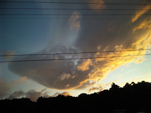 http://greenmessenger-yakushima.com/blog/DVC00587.jpg