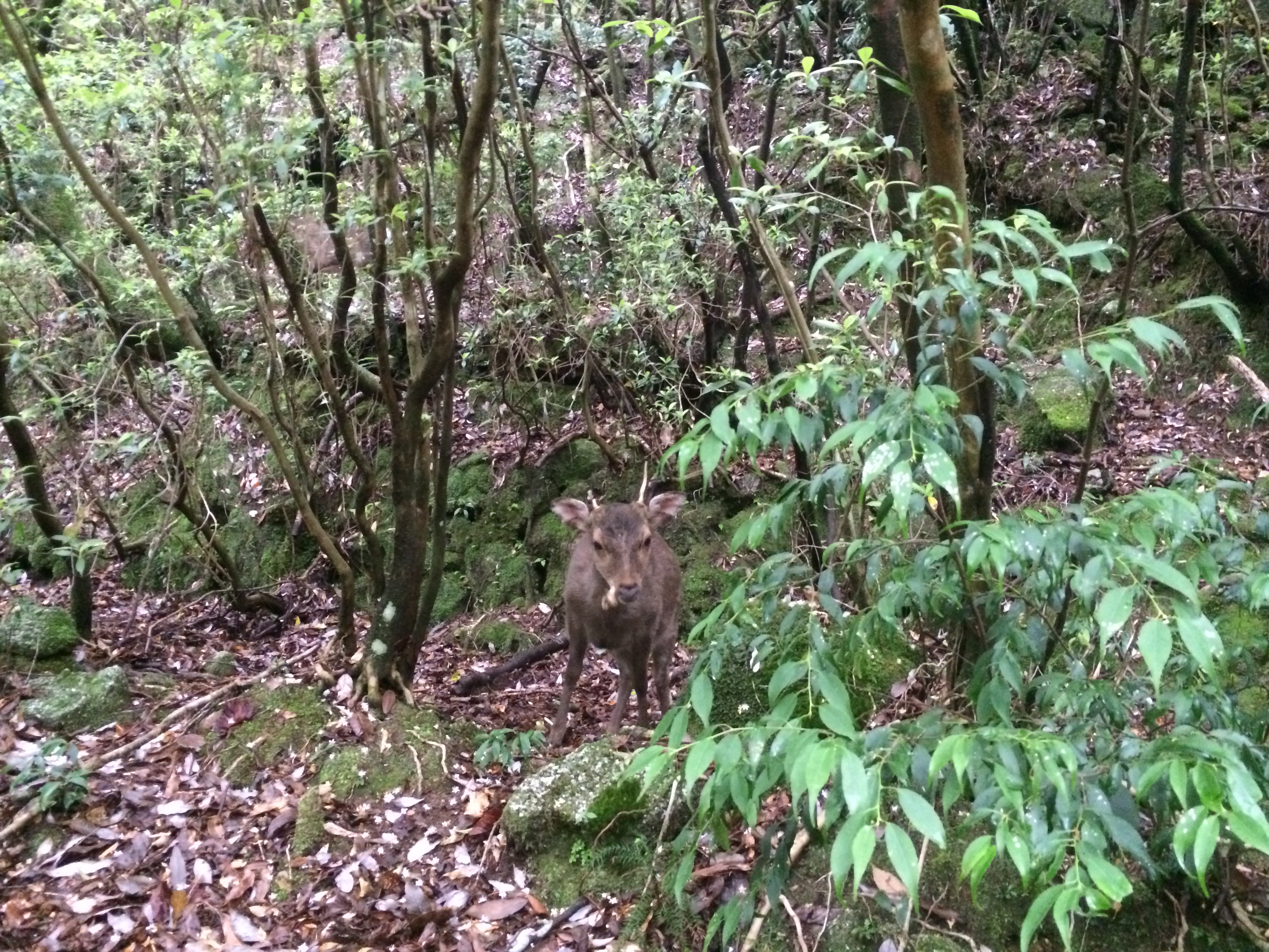 http://greenmessenger-yakushima.com/blog/IMG_3531.JPG