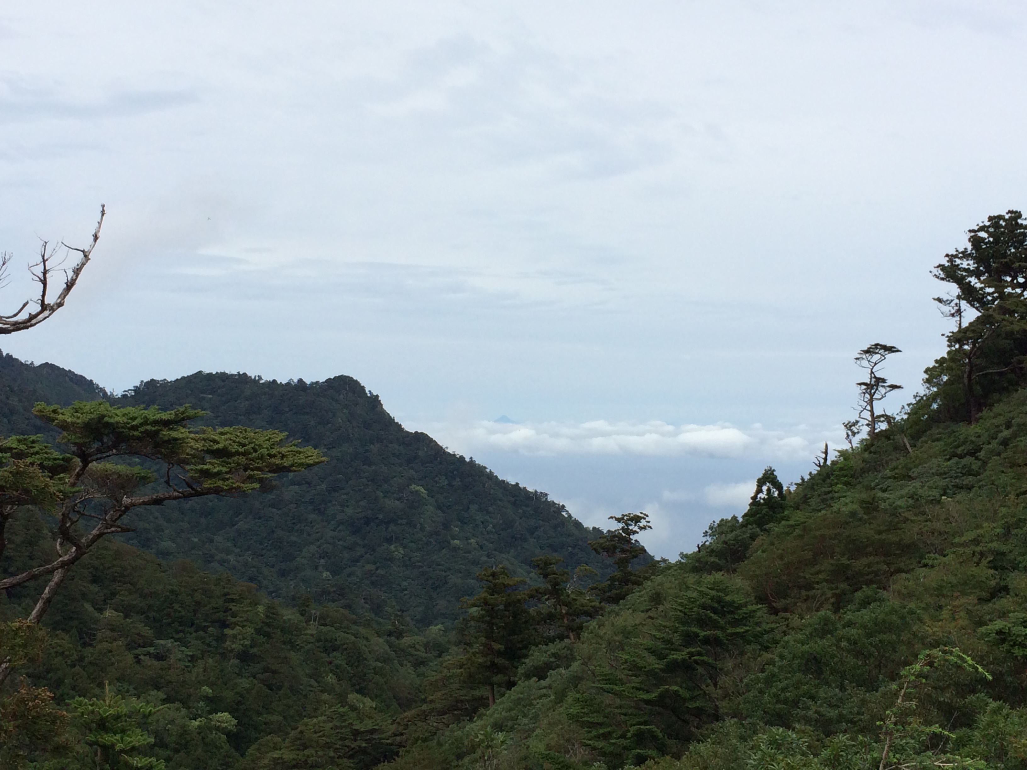 http://greenmessenger-yakushima.com/blog/IMG_3977.JPG