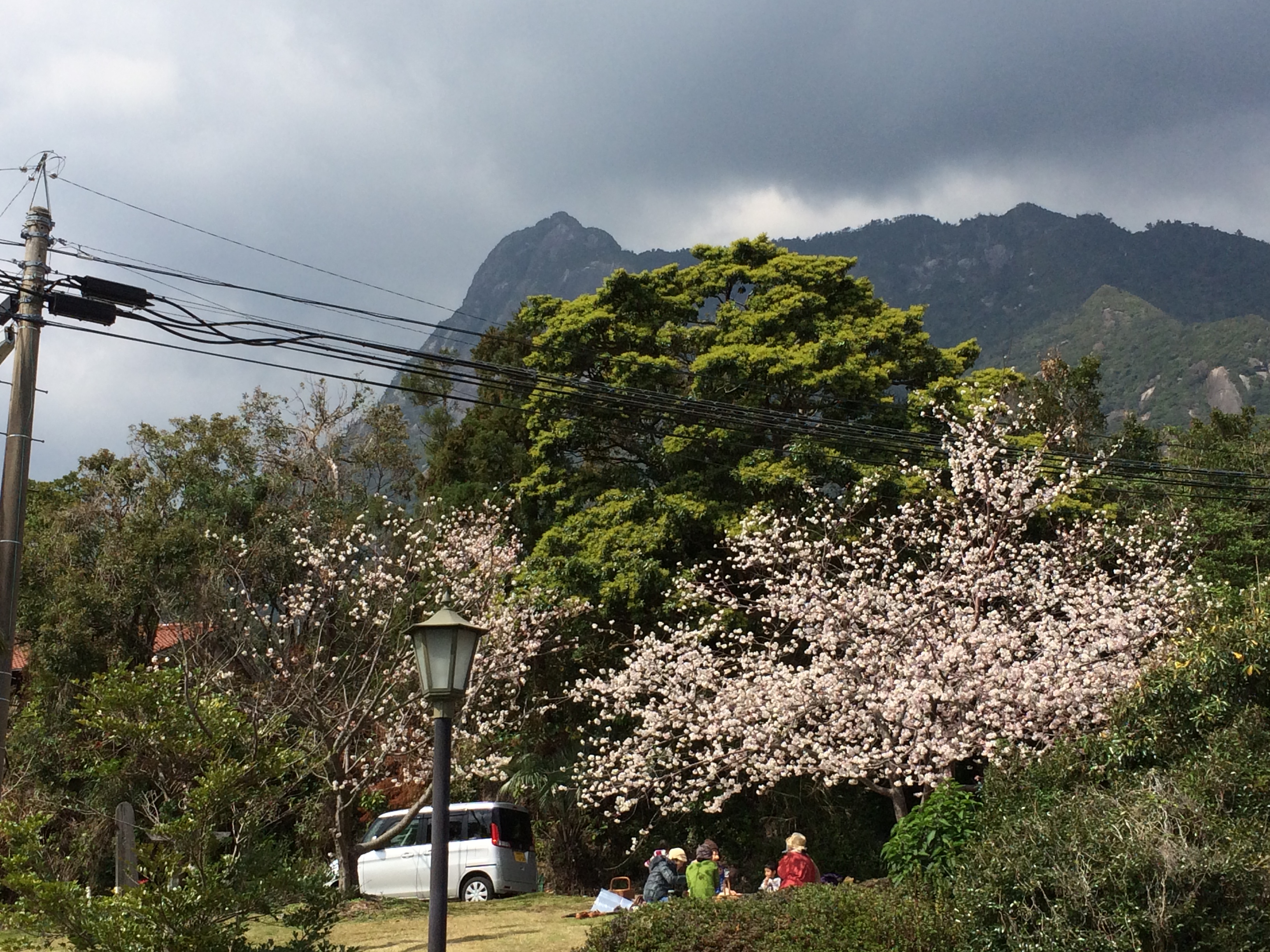 http://greenmessenger-yakushima.com/blog/IMG_4414.JPG