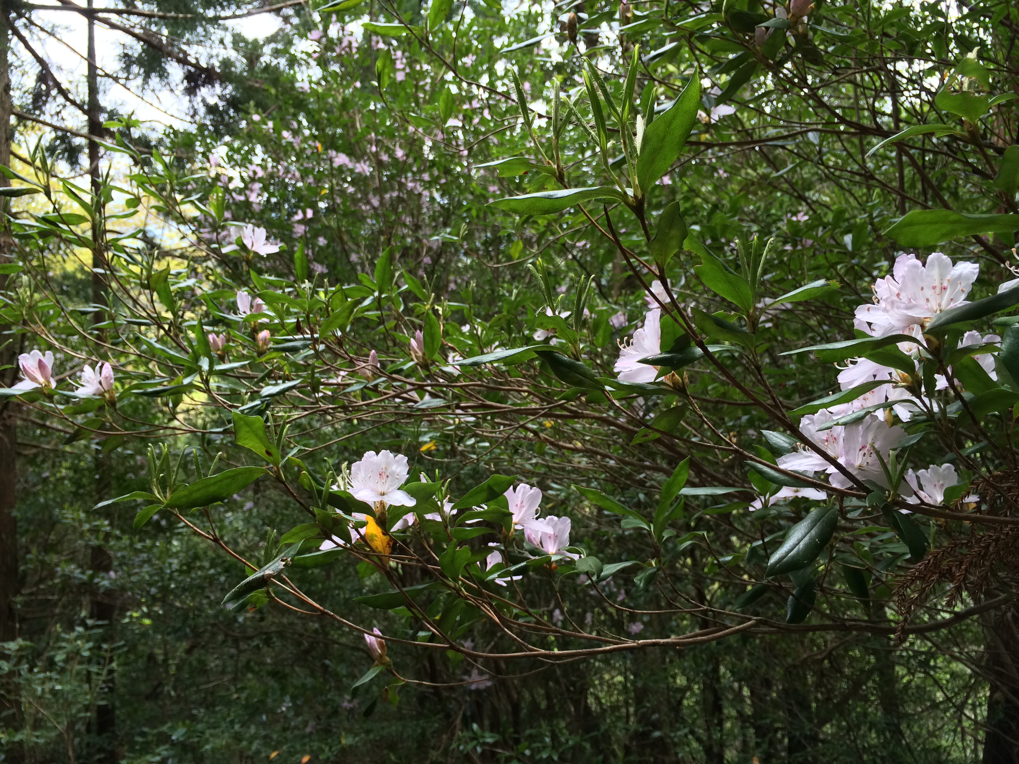 http://greenmessenger-yakushima.com/blog/IMG_4480.JPG