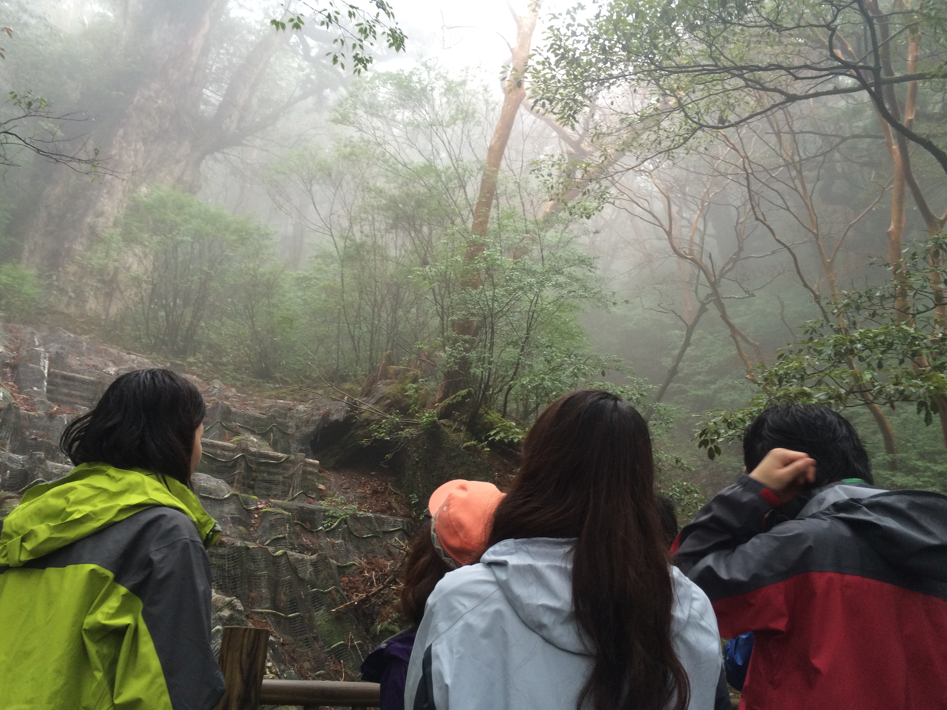 http://greenmessenger-yakushima.com/blog/IMG_5045.JPG