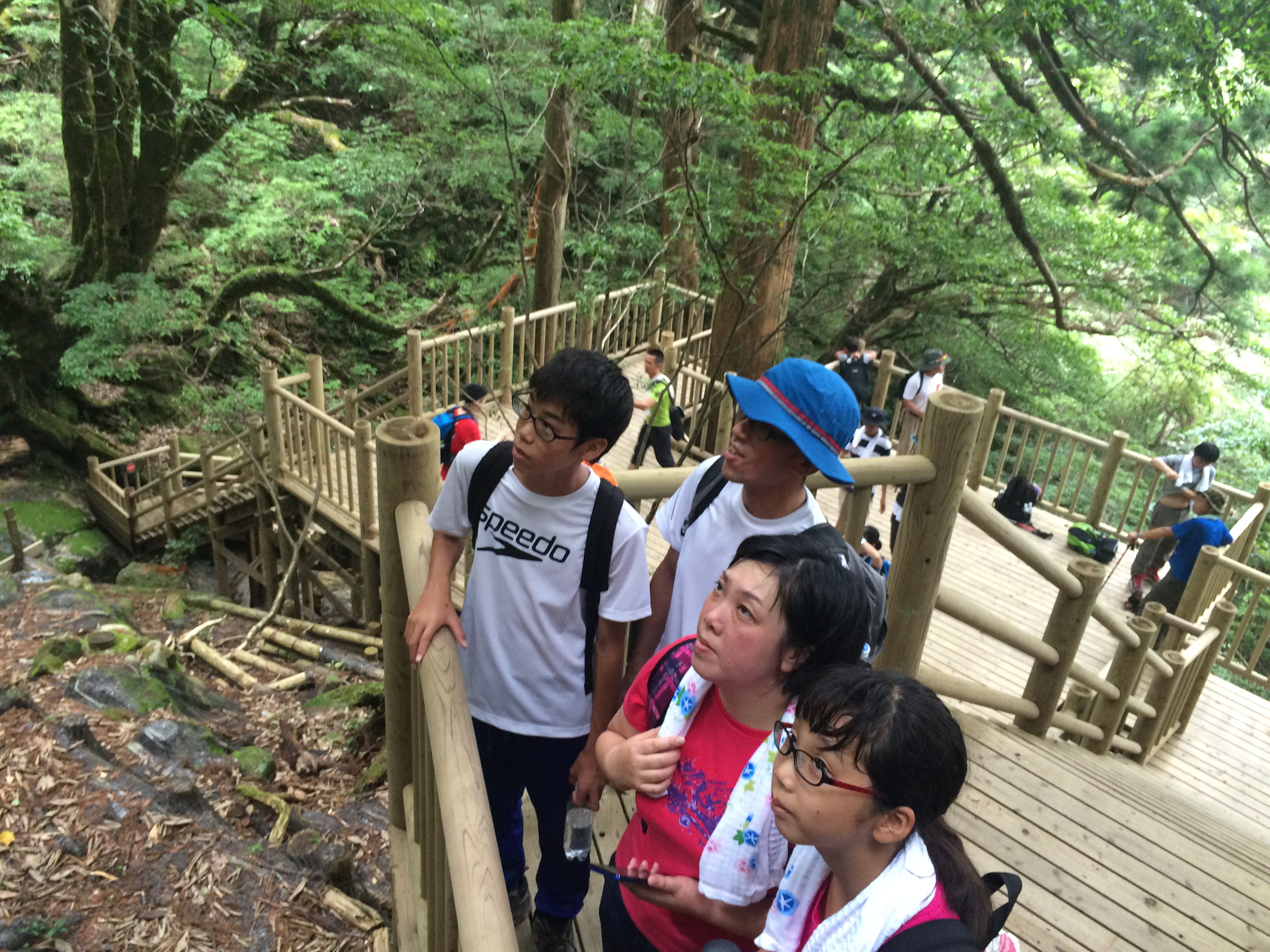 http://greenmessenger-yakushima.com/blog/IMG_5420.JPG