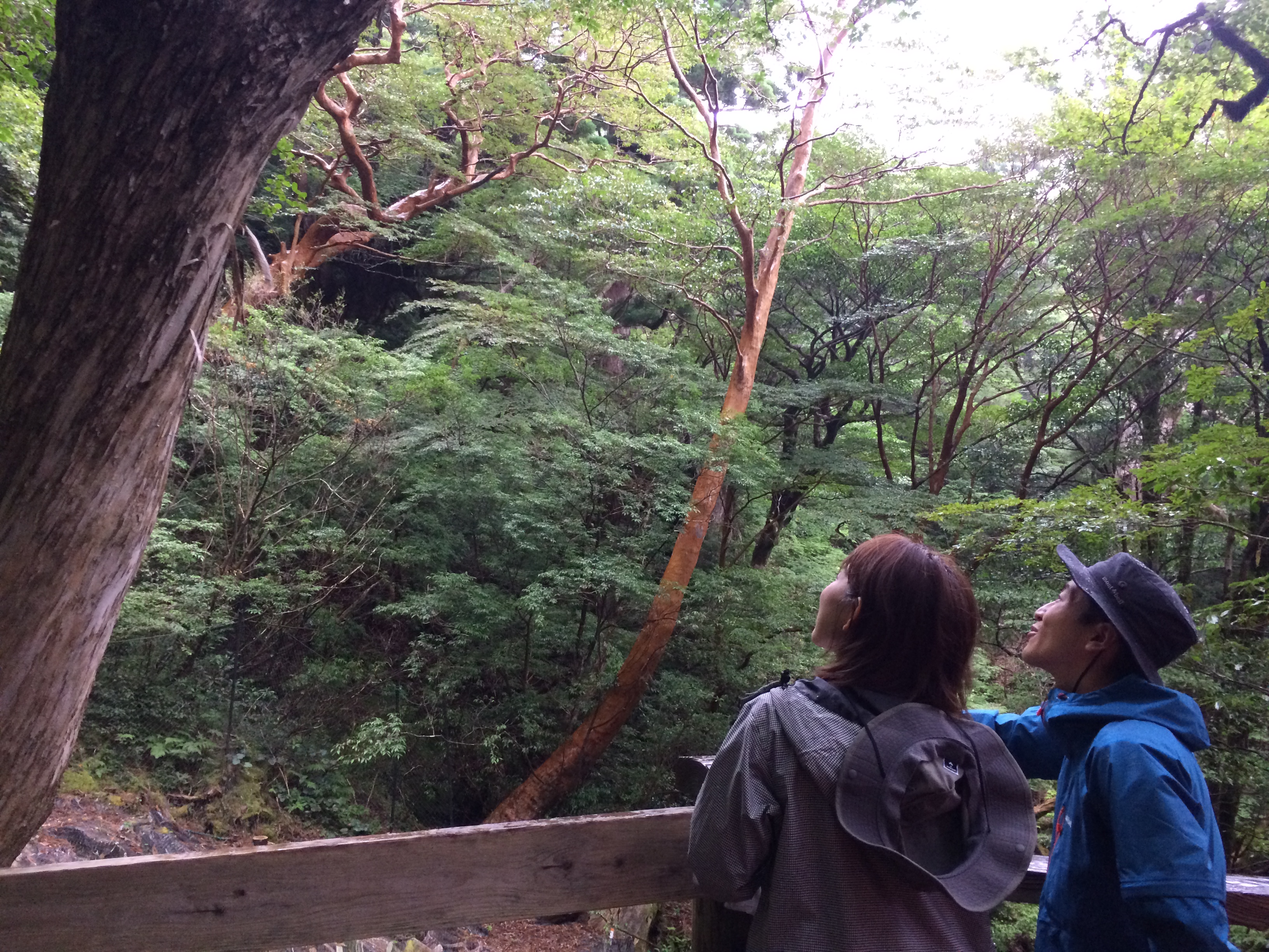 http://greenmessenger-yakushima.com/blog/IMG_5528.JPG