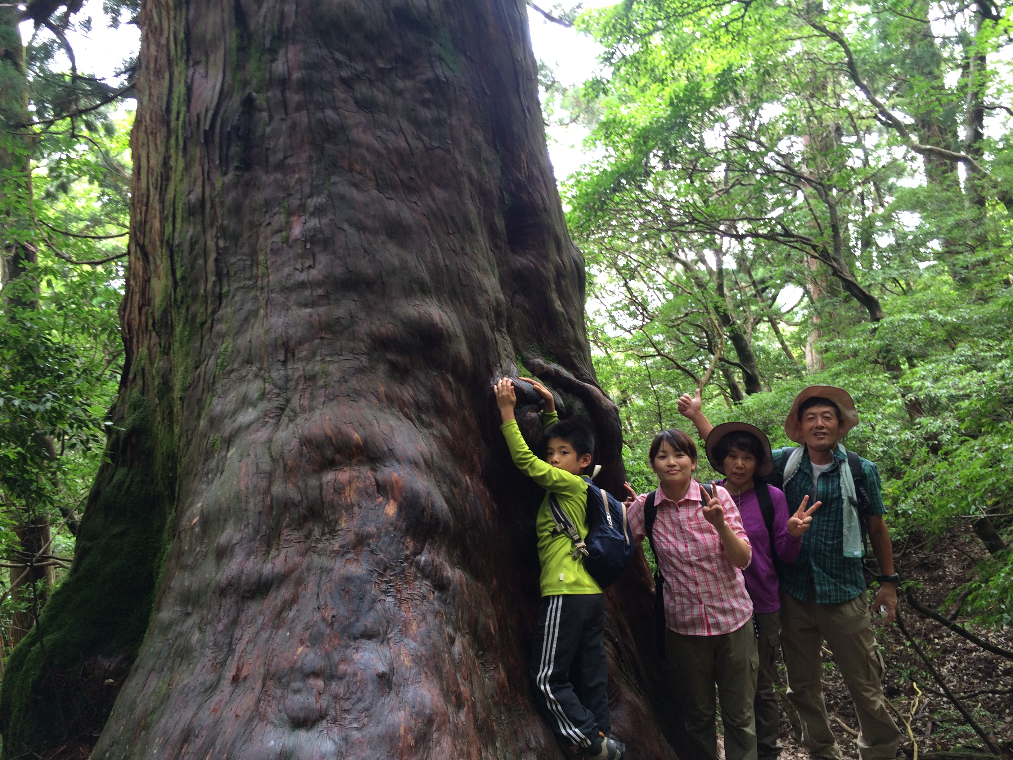 http://greenmessenger-yakushima.com/blog/IMG_5537.JPG