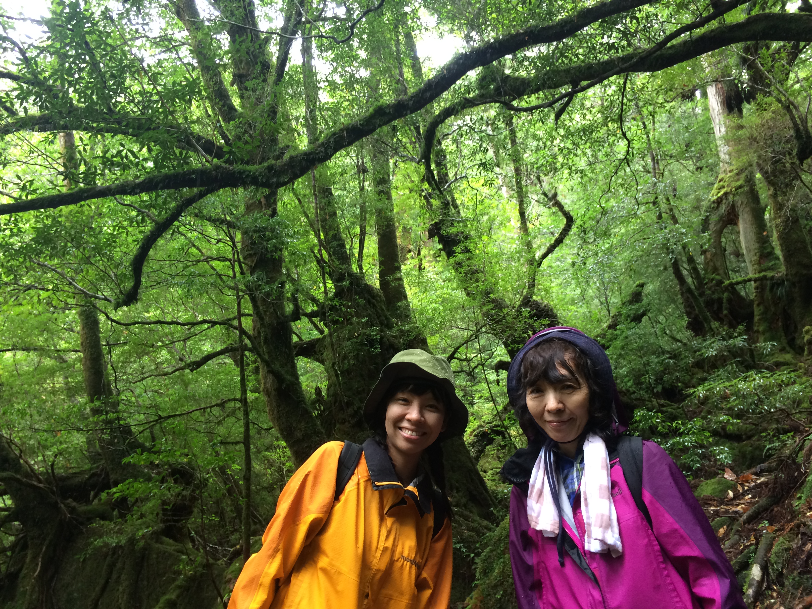 http://greenmessenger-yakushima.com/blog/IMG_5539.JPG