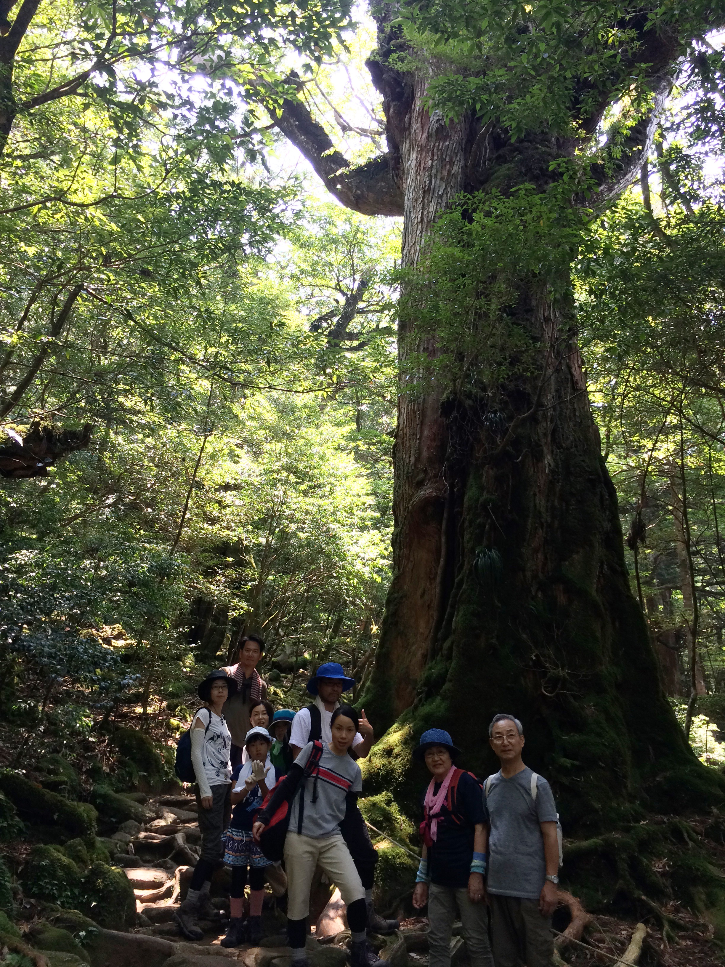 http://greenmessenger-yakushima.com/blog/IMG_5552.JPG