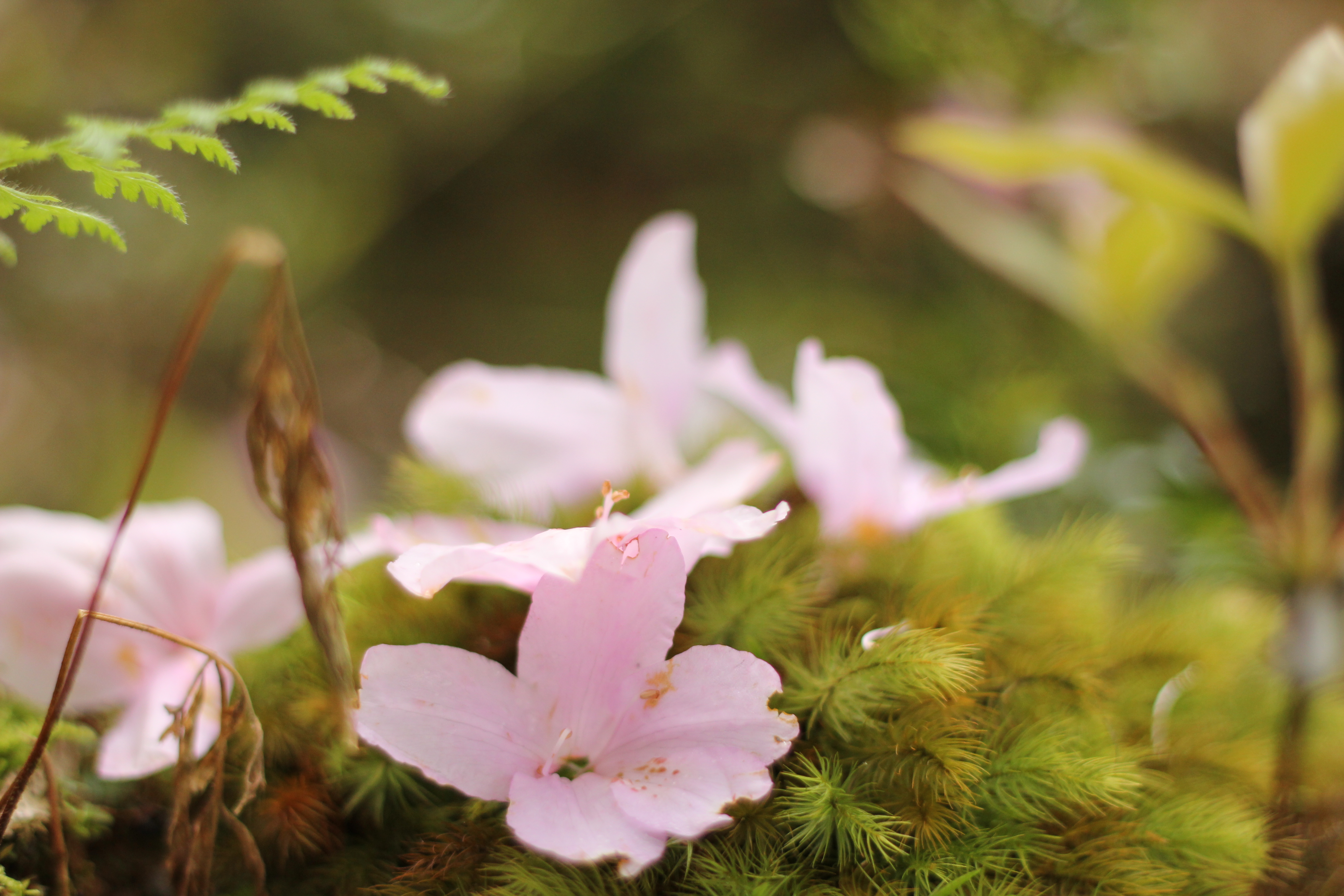 http://greenmessenger-yakushima.com/blog/IMG_7860.JPG