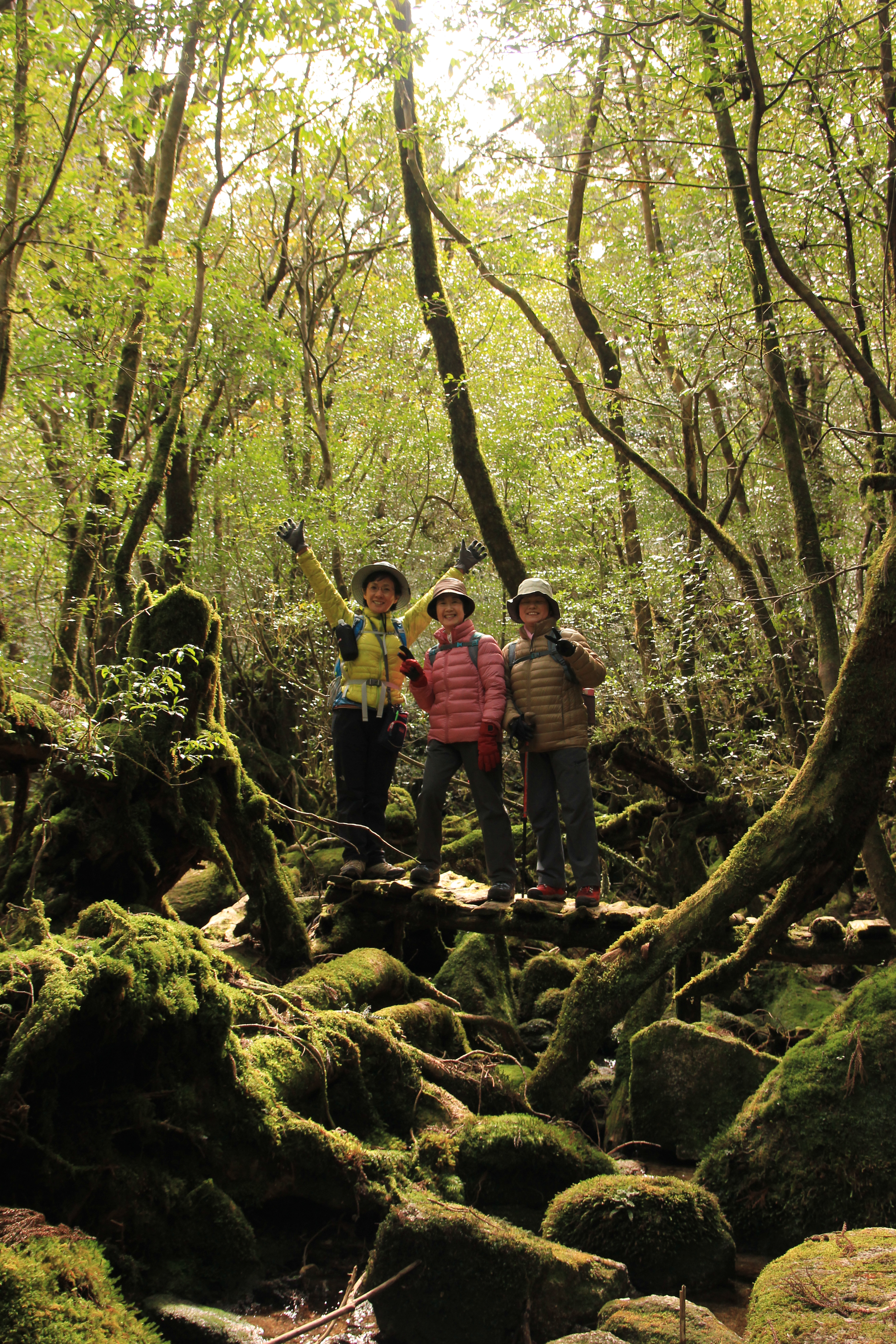 http://greenmessenger-yakushima.com/blog/IMG_8297.JPG