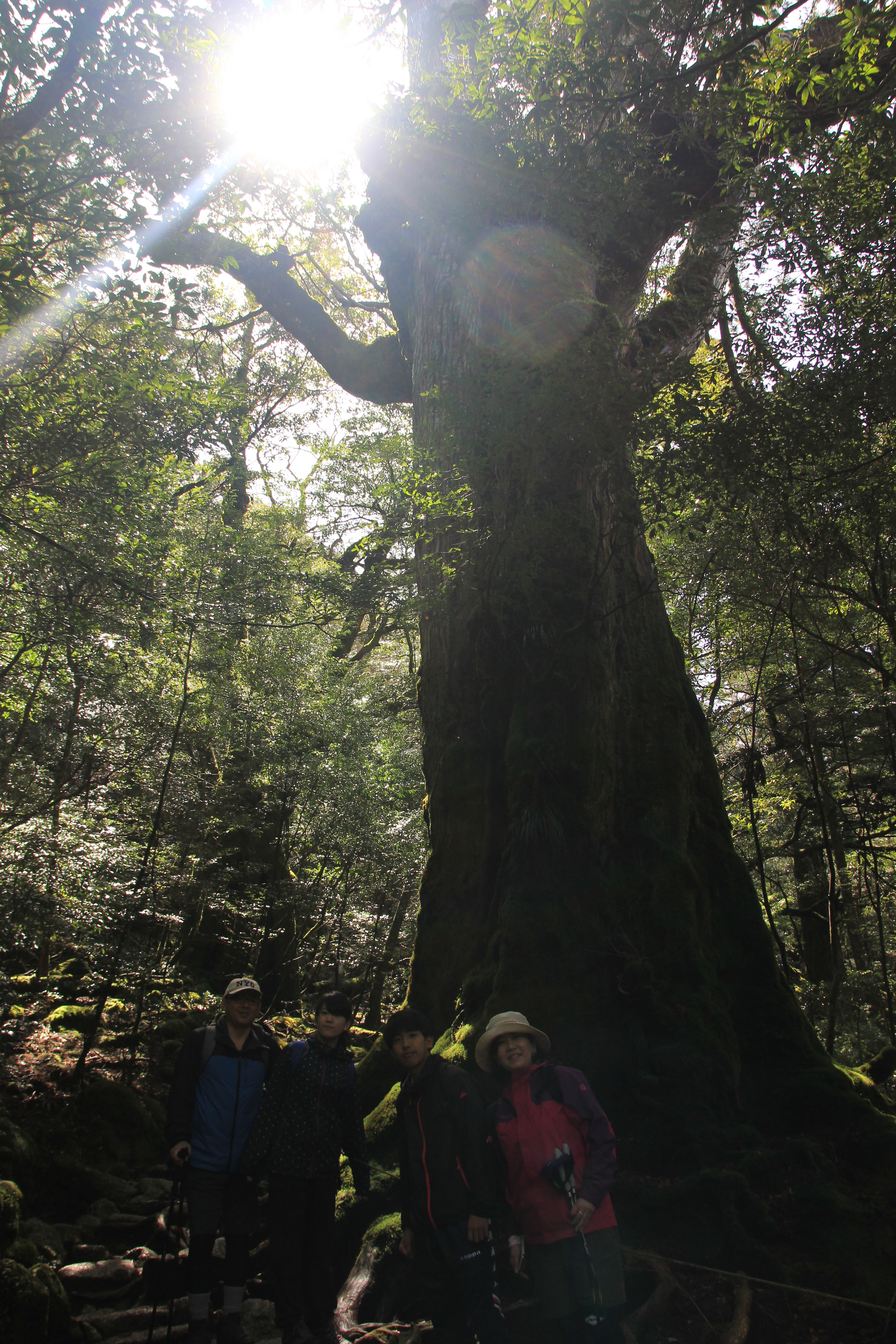 http://greenmessenger-yakushima.com/blog/IMG_8433.JPG