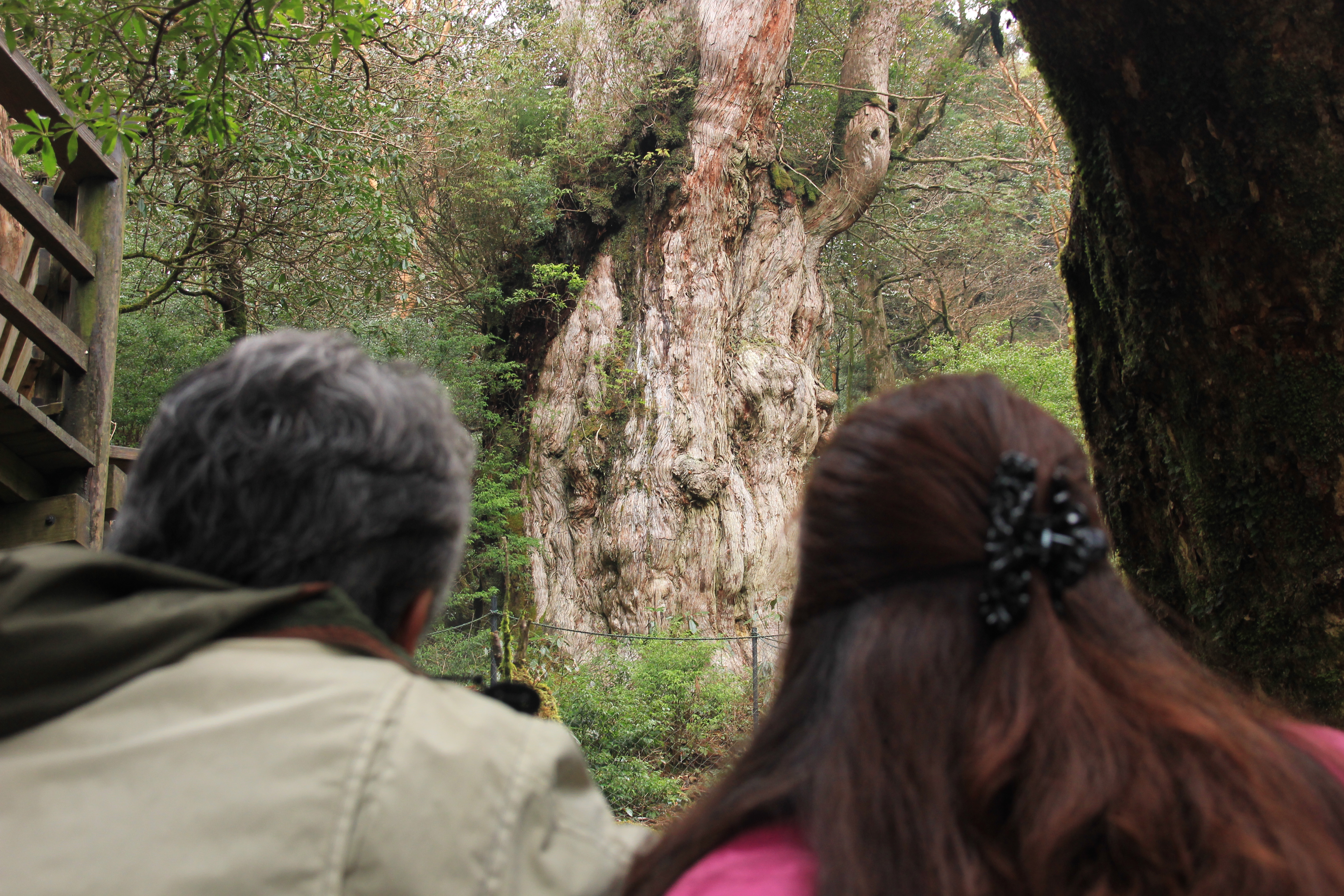 http://greenmessenger-yakushima.com/blog/IMG_8533.JPG