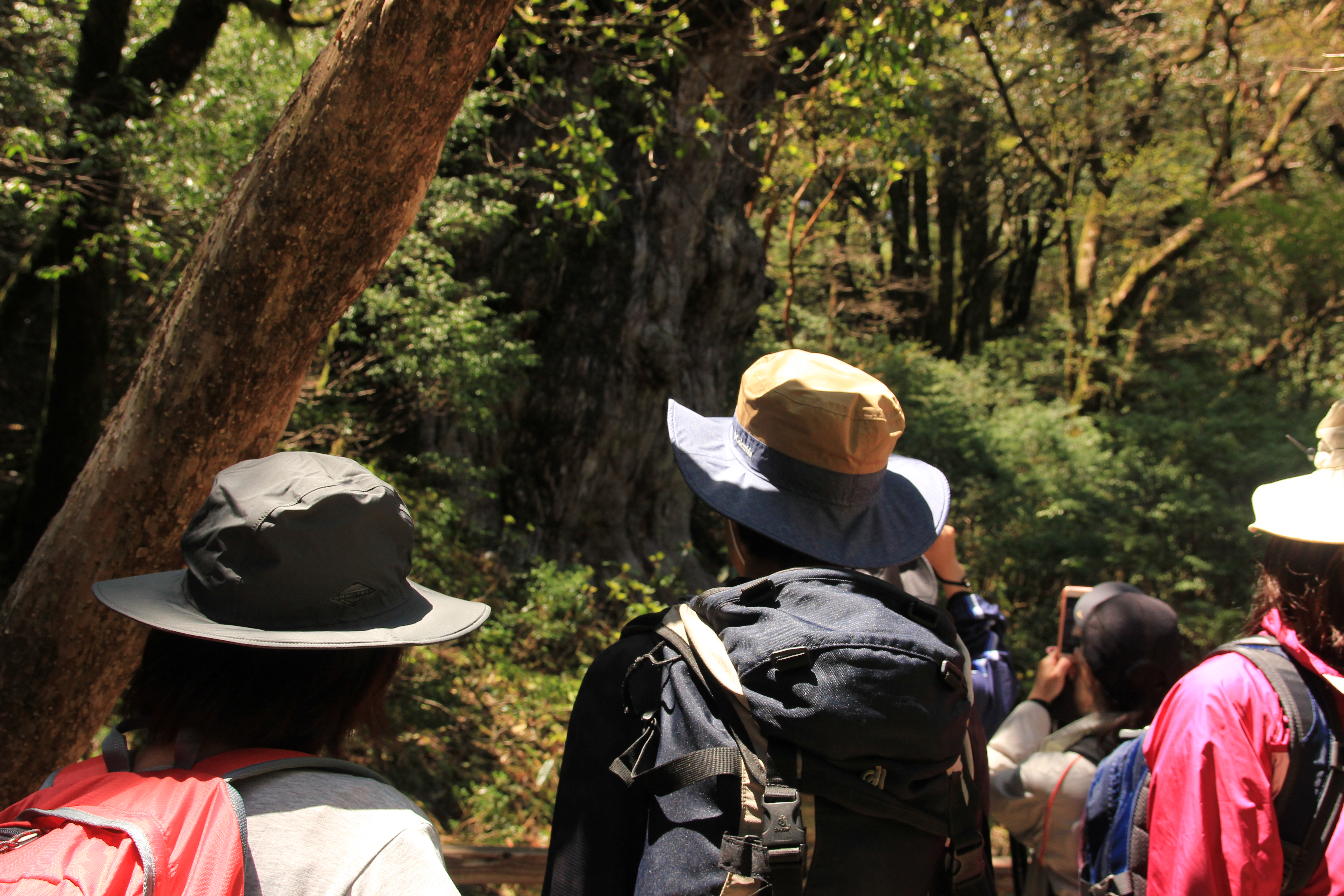 http://greenmessenger-yakushima.com/blog/IMG_8740.JPG