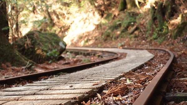 http://greenmessenger-yakushima.com/blog/P2212892.JPG