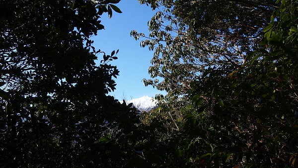 http://greenmessenger-yakushima.com/blog/P2212894.JPG