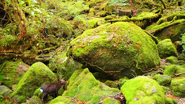 http://greenmessenger-yakushima.com/blog/P2222912.JPG