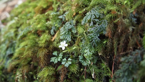 http://greenmessenger-yakushima.com/blog/P2222914.JPG