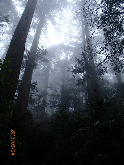 http://greenmessenger-yakushima.com/blog/P3240312.JPG