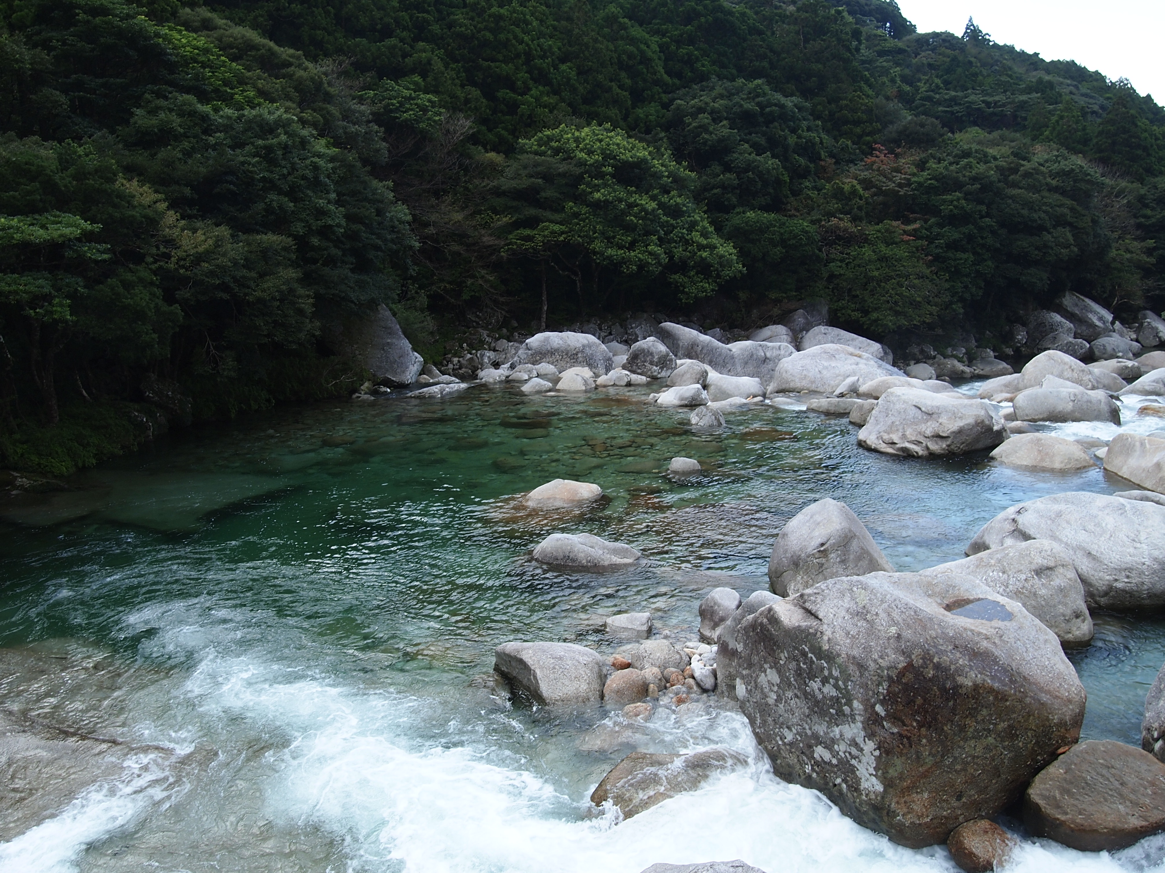 http://greenmessenger-yakushima.com/blog/PA173227.JPG