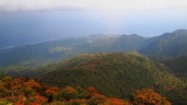 http://greenmessenger-yakushima.com/blog/PB112869.JPG