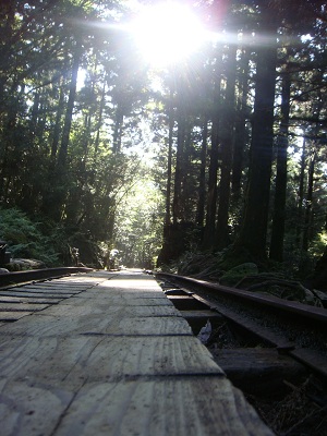 http://greenmessenger-yakushima.com/blog/assets_c/2012/07/DSC03847-thumb-600x800-1450-thumb-600x800-1451.jpg