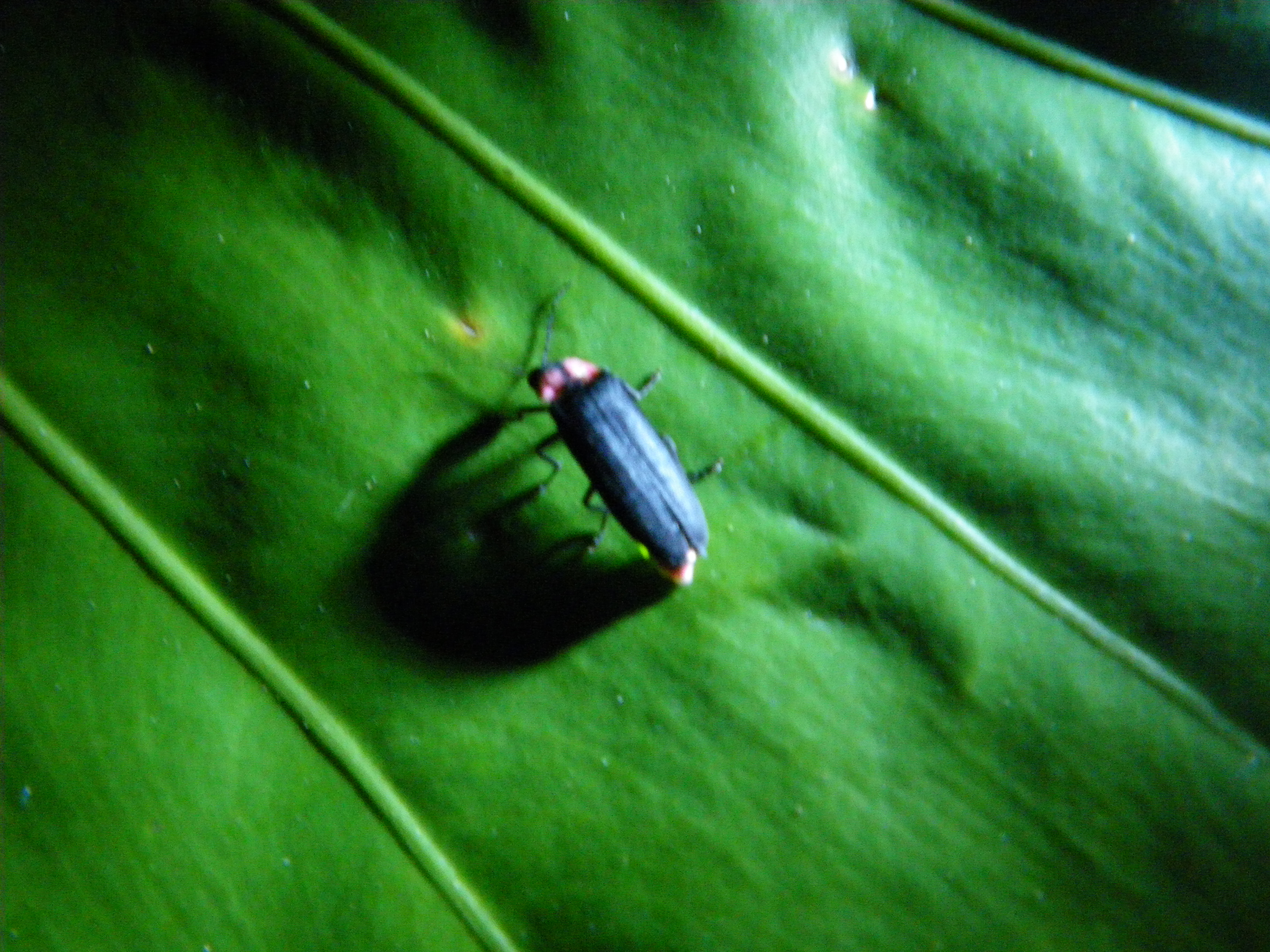 http://greenmessenger-yakushima.com/blog/hotaru.JPG