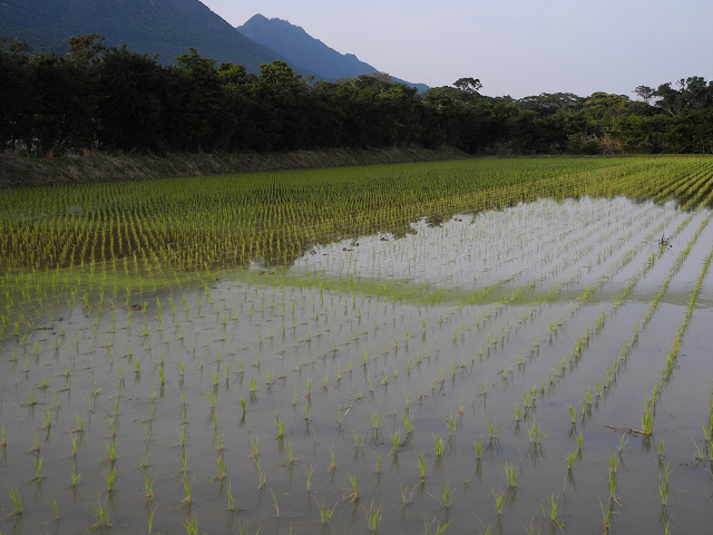 http://greenmessenger-yakushima.com/blog/resize0002.jpg