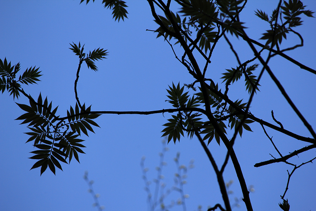 http://greenmessenger-yakushima.com/blog/resize0144.jpg