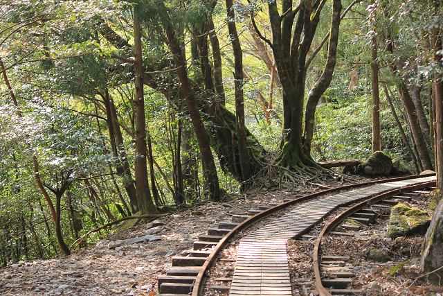 http://greenmessenger-yakushima.com/blog/resize0145.jpg