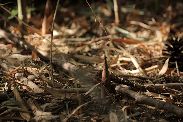 http://greenmessenger-yakushima.com/blog/resize0154.jpg