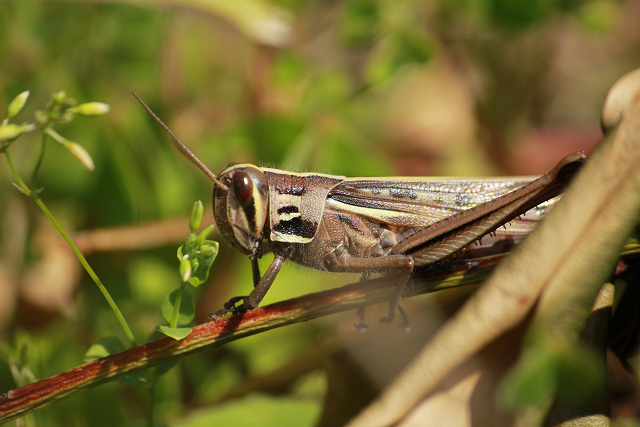 http://greenmessenger-yakushima.com/blog/resize0155.jpg