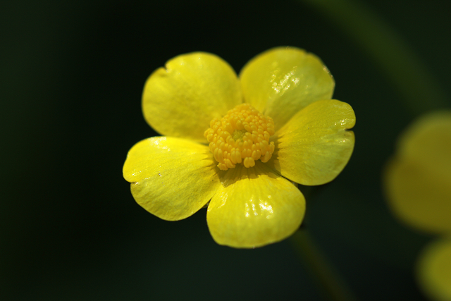 http://greenmessenger-yakushima.com/blog/resize0159.jpg