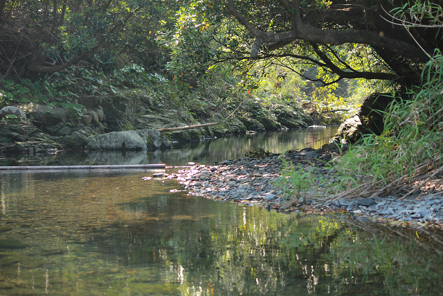 http://greenmessenger-yakushima.com/blog/resize0172.jpg