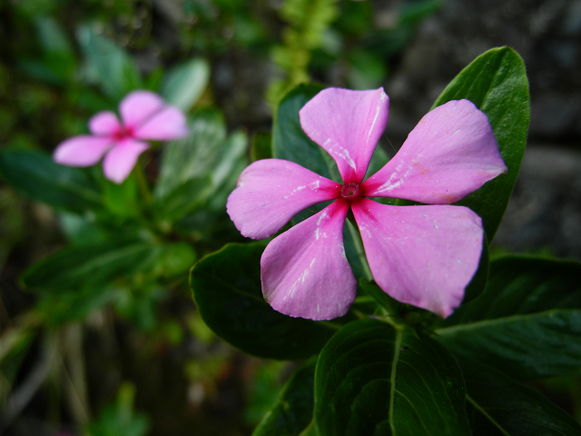 http://greenmessenger-yakushima.com/blog/resize0177.jpg