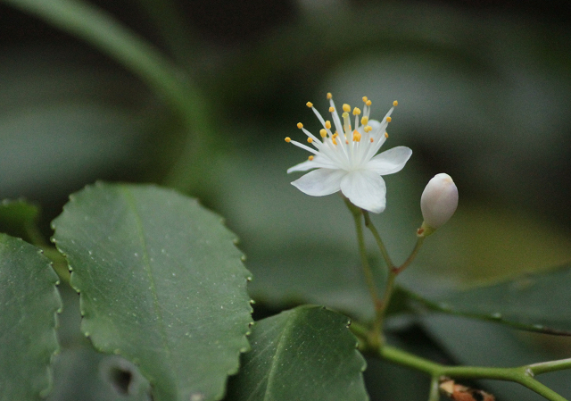 http://greenmessenger-yakushima.com/blog/resize0180.jpg