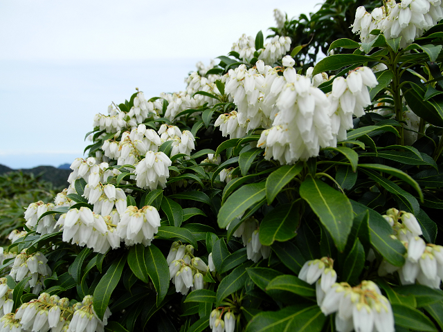 http://greenmessenger-yakushima.com/blog/resize0184.jpg