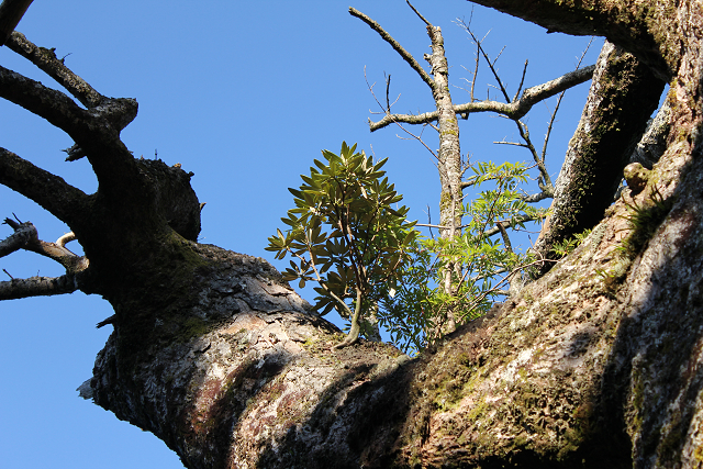 http://greenmessenger-yakushima.com/blog/resize0226.jpg