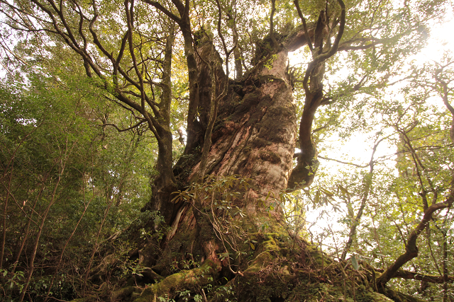 http://greenmessenger-yakushima.com/blog/resize0285.jpg