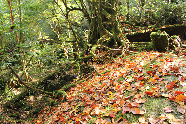 http://greenmessenger-yakushima.com/blog/resize0286.jpg