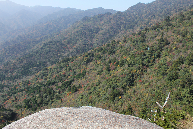 http://greenmessenger-yakushima.com/blog/resize0287.jpg