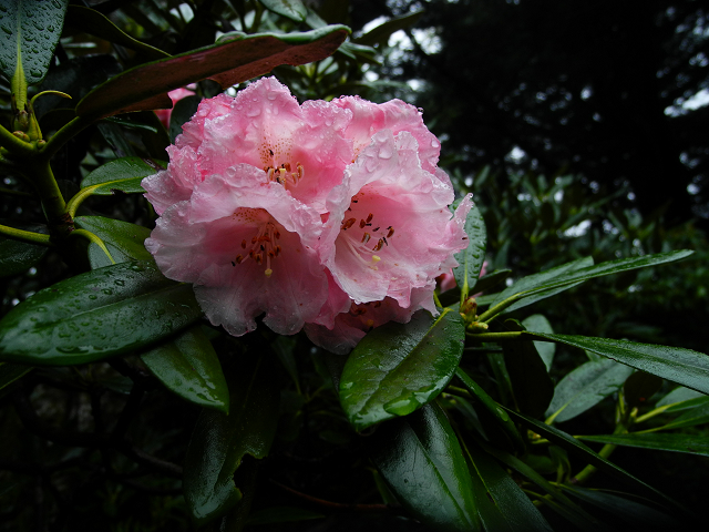 http://greenmessenger-yakushima.com/blog/resize0288.jpg