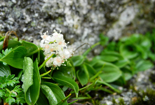 http://greenmessenger-yakushima.com/blog/resize0289.jpg