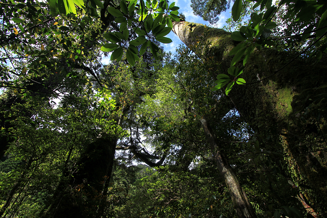 http://greenmessenger-yakushima.com/blog/resize0297.jpg