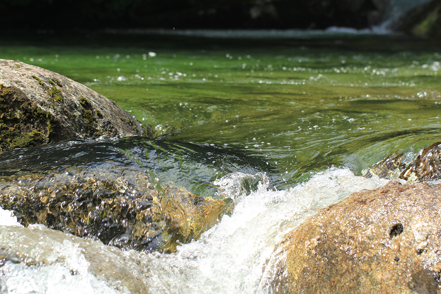 http://greenmessenger-yakushima.com/blog/resize0304.jpg