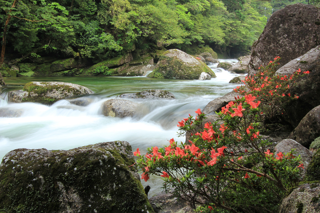 http://greenmessenger-yakushima.com/blog/resize0315.jpg