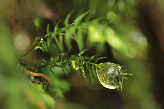 http://greenmessenger-yakushima.com/blog/resize0321.jpg