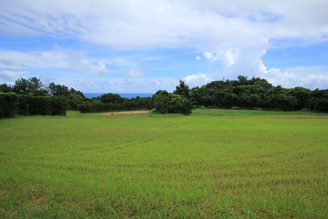 http://greenmessenger-yakushima.com/blog/resize0353.jpg