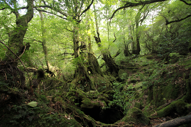 http://greenmessenger-yakushima.com/blog/resize0410.jpg