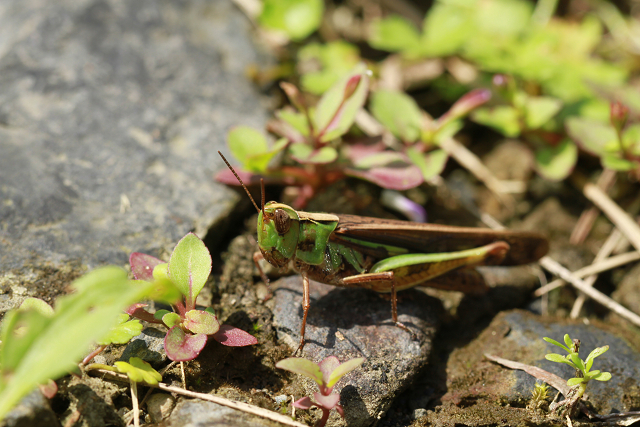 http://greenmessenger-yakushima.com/blog/resize0419.jpg