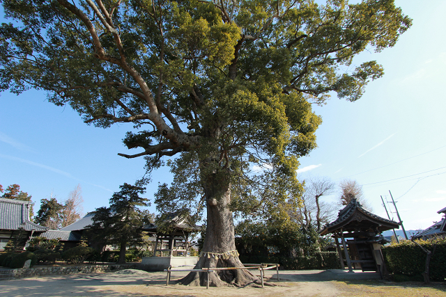 http://greenmessenger-yakushima.com/blog/resize0474.jpg