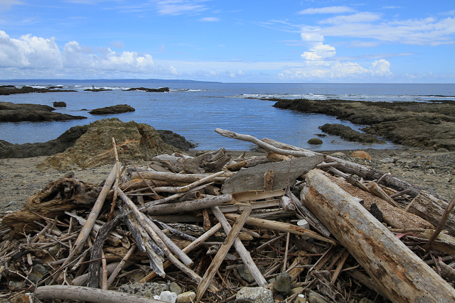 http://greenmessenger-yakushima.com/blog/resize0556.jpg